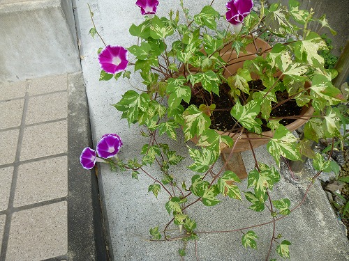 曜白朝顔 つばめ朝顔 ききょう咲き朝顔 お花日和